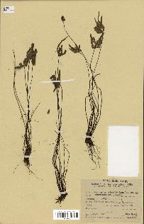 spécimen de Doryopteris triphylla