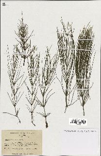 spécimen de Equisetum arvense