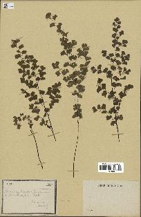 spécimen de Adiantum capillus-veneris