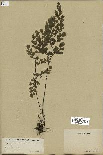 spécimen de Adiantum capillus-veneris