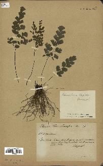 spécimen de Adiantum capillus-veneris