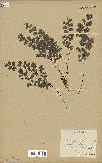 spécimen de Adiantum capillus-veneris