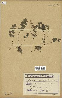 spécimen de Adiantum capillus-veneris
