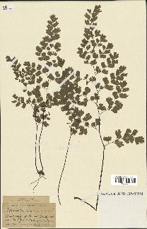 spécimen de Adiantum capillus-veneris