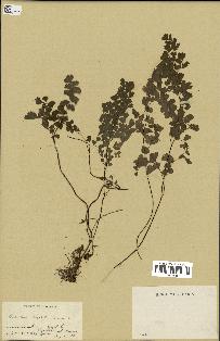 spécimen de Adiantum capillus-veneris