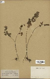 spécimen de Adiantum capillus-veneris