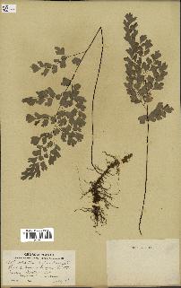 spécimen de Adiantum capillus-veneris