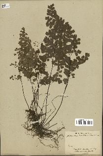 spécimen de Adiantum capillus-veneris