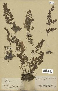 spécimen de Adiantum capillus-veneris