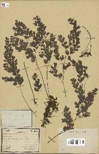 spécimen de Adiantum capillus-veneris