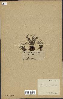 spécimen de Isoetes echinospora