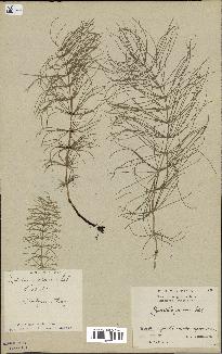 spécimen de Equisetum pratense