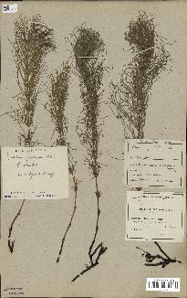 spécimen de Equisetum pratense