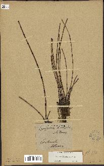 spécimen de Equisetum hyemale