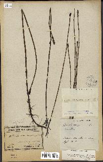 spécimen de Equisetum hyemale