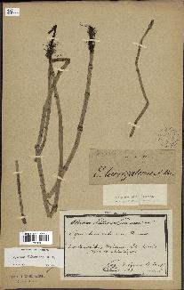 spécimen de Equisetum hyemale