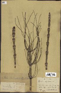 spécimen de Equisetum giganteum