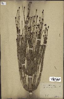 spécimen de Equisetum giganteum