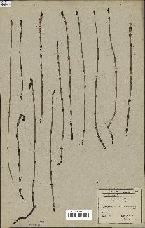 spécimen de Equisetum palustre