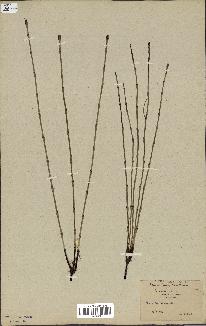 spécimen de Equisetum palustre