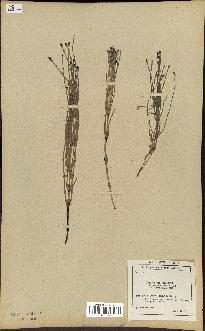 spécimen de Equisetum palustre