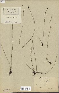 spécimen de Equisetum variegatum