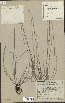 spécimen de Equisetum variegatum