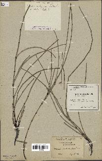 spécimen de Equisetum variegatum