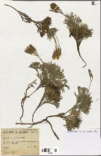 spécimen de Lycopodium tristachyum