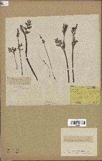 spécimen de Botrychium matricariifolium