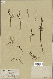 spécimen de Botrychium matricariifolium