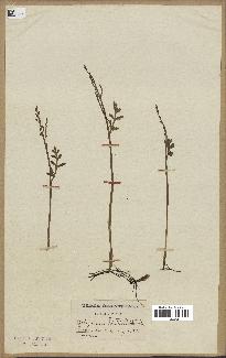 spécimen de Botrychium matricariifolium