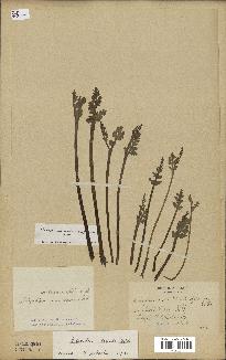 spécimen de Botrychium matricariifolium