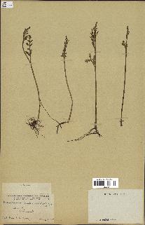 spécimen de Botrychium matricariifolium