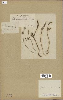 spécimen de Botrychium matricariifolium