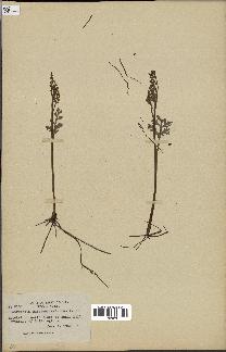 spécimen de Botrychium matricariifolium