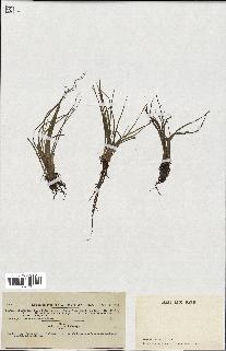 spécimen de Isoetes echinospora