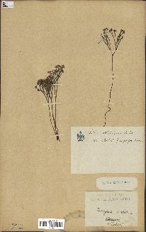 spécimen de Schizaea dichotoma