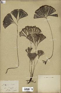 spécimen de Schizaea dichotoma