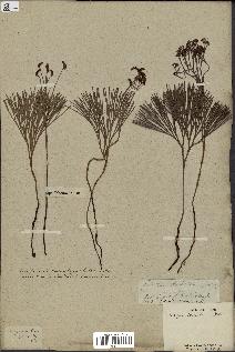 spécimen de Schizaea dichotoma