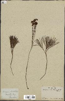 spécimen de Schizaea dichotoma