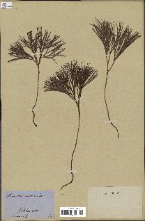 spécimen de Schizaea dichotoma