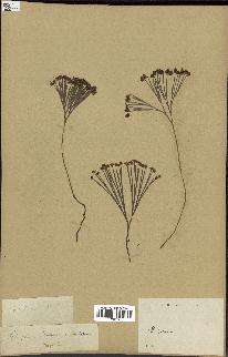 spécimen de Schizaea dichotoma