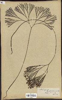 spécimen de Schizaea dichotoma