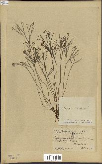 spécimen de Schizaea dichotoma