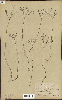 spécimen de Schizaea dichotoma