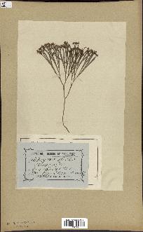 spécimen de Schizaea dichotoma