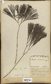 spécimen de Schizaea dichotoma