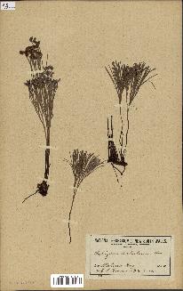 spécimen de Schizaea dichotoma