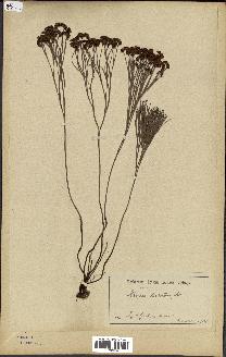 spécimen de Schizaea dichotoma